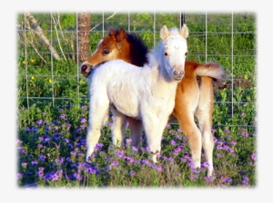 Cute Horses Adorable Image - Baby Miniature Horse #3884212