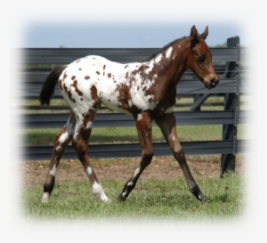Animal - Appaloosa #3884623