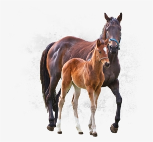 Correct Crooked Legs In Foals - Horse #3884674