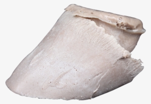 Foal Hoof Cast Trophy Specimen #3884817