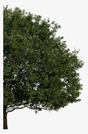 Marchion And Faucher Has Been Serving The Greater Hartford, - Tree Elevation Png Format #3885754