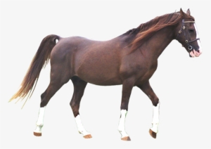 Dark Chestnut Arabian Horse Clip Art - Black Arabian Horse Png #3886173