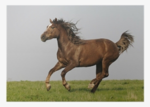 Horse #3886550