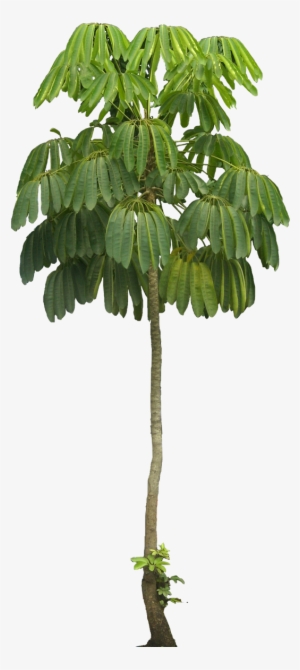 Tree Plan, Tree Cut Out, Interior Plants, Tree Decals, - Schefflera Macrostachya #3887531