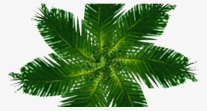 Plan Palm Psd #3887838 Plan Palm Psd #3887838