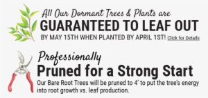 All Peaches Are Semi Dwarf On Citation Rootstock, Except - Weekend Of Passion: Billionaire Romance #3887933