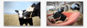 Mother Cow And Her Baby Vs Baby Calf Taken For Veal #3888619
