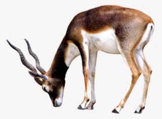 Horse Clip Art Sideways - Antelope Transparent Background #3888786