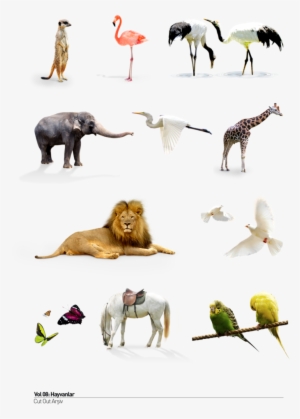 Wild Animals Png - Giraffe #3888905