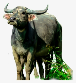 Animals Clipart Png,cartoon Animals Png,cute Animal - Water Buffalo Png #3889158