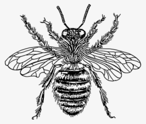 Honey Bee Black And White Insects Stripes - Diagram Of Queen Honey Bee #3889824