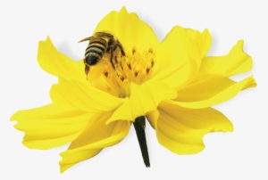 Bee Venom - Bee On Flower Png #3890229