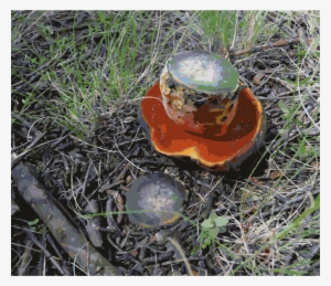 All Photo Png Clipart - Price Of Power - Being Chapters Al Court Of Russia #3890694