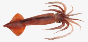 Colossal Squid #3892034