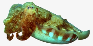 Cuttlefishes #3892972