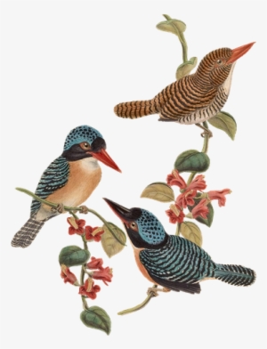 Bird, Birds, Branch, Flowers, Vintage, Isolated #3894683