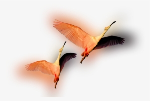 Color Palette Ideas From Bird Ibis Beak Image - Parrot #3895172