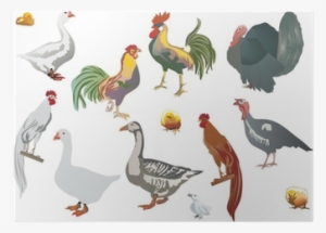 Bird #3895386