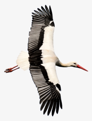 Stork, Transparent, Rattle Stork, Nature, Isolated - Transparent Stork #3895417