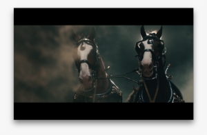 Budweiser Not Backing Down - Stallion #3895880