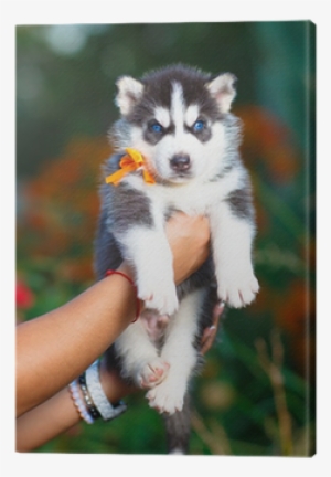 Siberian Husky #3896196