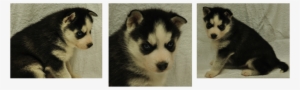 Siberian Husky Puppy - Royal Siberians #3896269