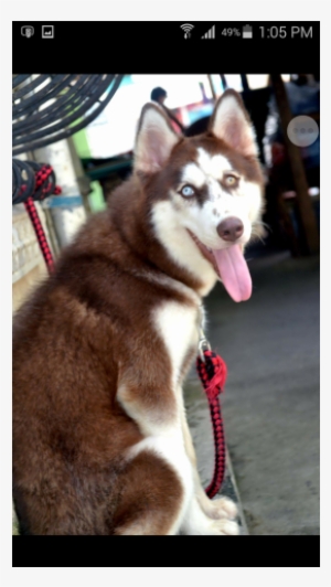 Quality Siberian Husky Puppies For Sale - Siberian Husky #3896319