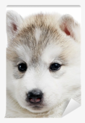 One Siberian Husky Puppy Isolated Wall Mural • Pixers® - Branco Husky Siberiano Filhote #3896349