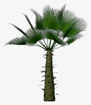 Trachycarpus Fortunei - Palmeira Moinho De Vento Png #3896457