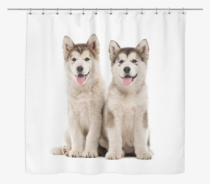 Siberian Husky Lover Shower Curtain - Alaskan Malamute #3896518
