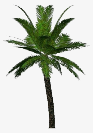 3d Trees - Palm - Árboles De Palma #3896527