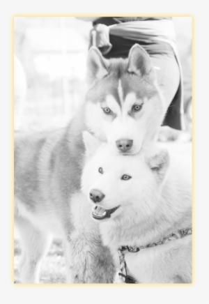 Because We Are Very Interested To Know How The Puppy - Mackenzie River Husky #3896751