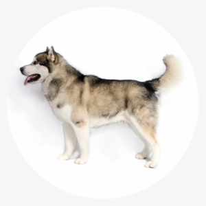 Affectionate, Loyal, Playful But Dignified - Alaskan Malamute Akc #3896806