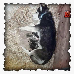 Our Puppies Stay On Site Until They Are Old Enough - Alaska #3896811