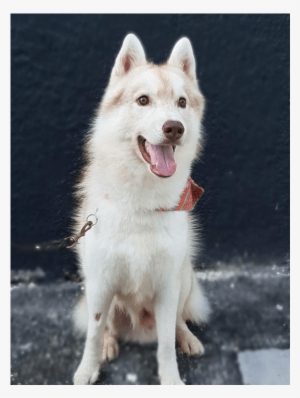 Vulcan- Adopted Into A Forever Home - Mackenzie River Husky #3896863