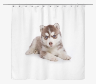 Siberian Husky Puppy Shower Curtain - Siberian Husky Puppy #3897074