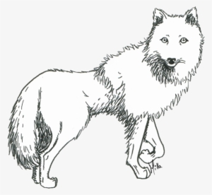 Prometheus Drawing White Wolf - Sketch Of An Arctic Wolf #390688