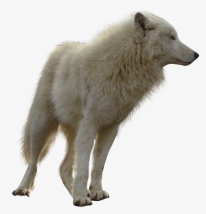 Moving Wolf Transparent Background #390904 Moving Wolf Transparent Background #390904