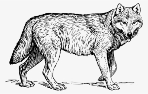 Drawing Wolves Black And White - Wolf Animal Coloring Pages #390984