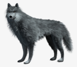 Wild Animal Mammal Wolf Carnivores Predato - Winter Is Coming Mugs #391189