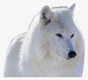 Wolf Photo Artic-wolf - Common Animals In The Canadian Wilderness #391371