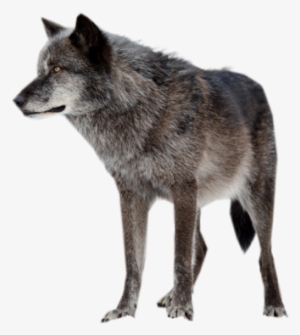 Wolf Png #391467
