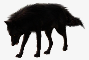 Black Wolf Png Picture Library Library - Transparent Black Wolf #391586