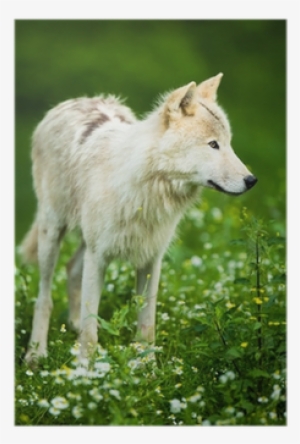Arctic Wolf Aka Polar Wolf Or White Wolf Poster • Pixers® - Arctic Wolf #391652