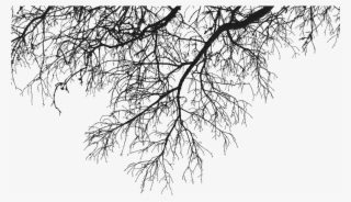 Descargar - Tree Branches Png #392631