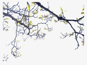 Ramas - Blossom #392757