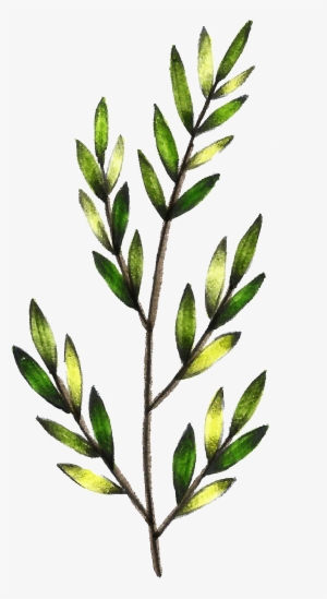 Este Gráficos Es Transparente Png Ornamental Para Verde - Leaf #392841