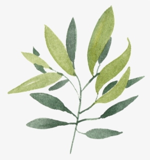 Este Gráficos Es Png Transparente De Ramas Y Hojas - Green #392875