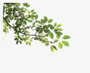 Tree Branch Png #392926