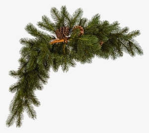 Caja De Ramas De Pino - Mexican Pinyon #393032